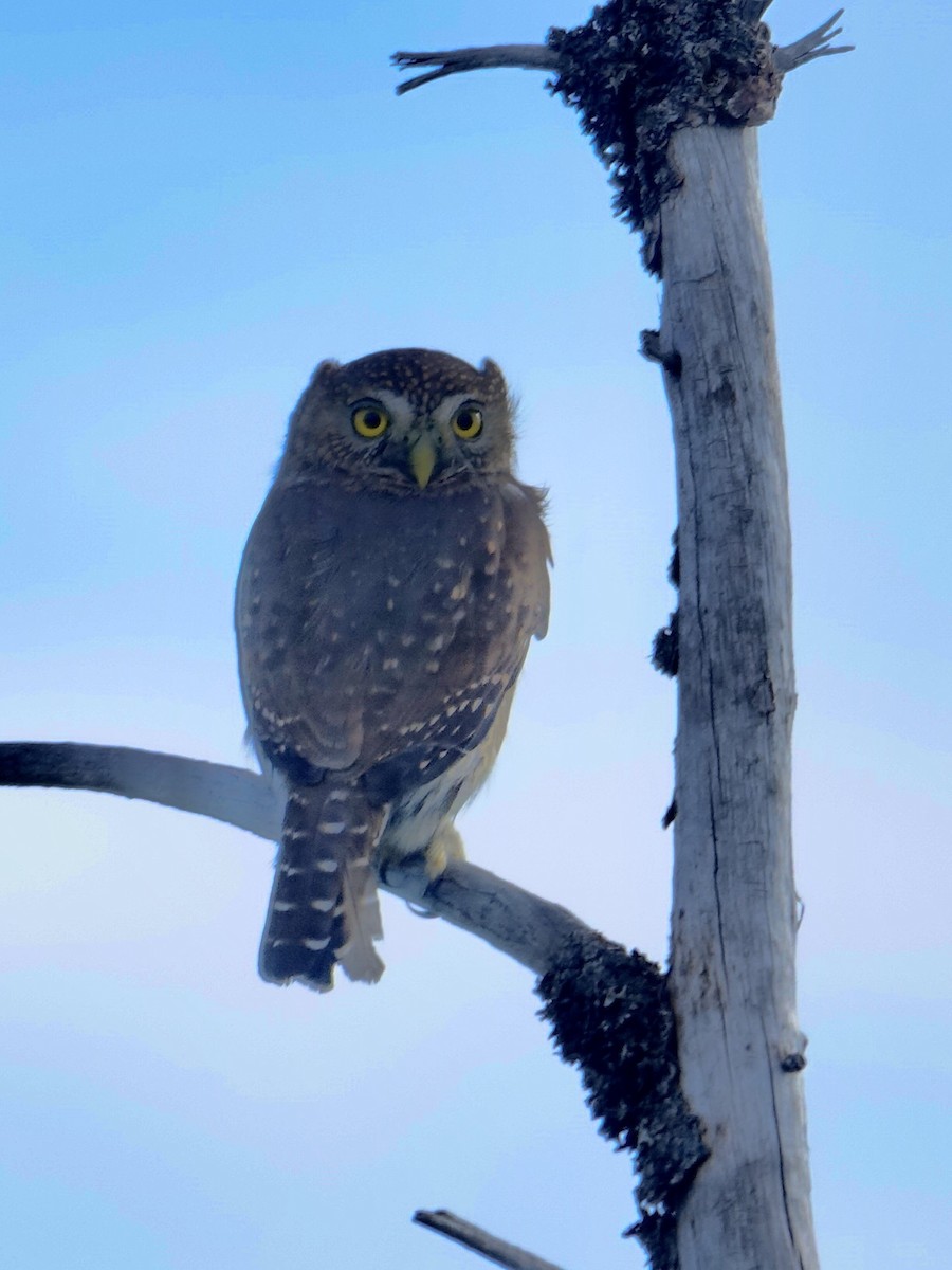 Northern Pygmy-Owl - ML610204067
