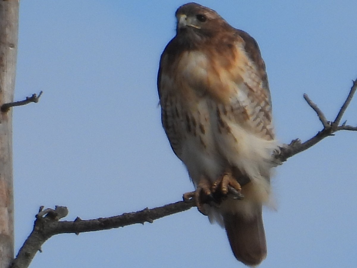Red-tailed Hawk - ML610204282