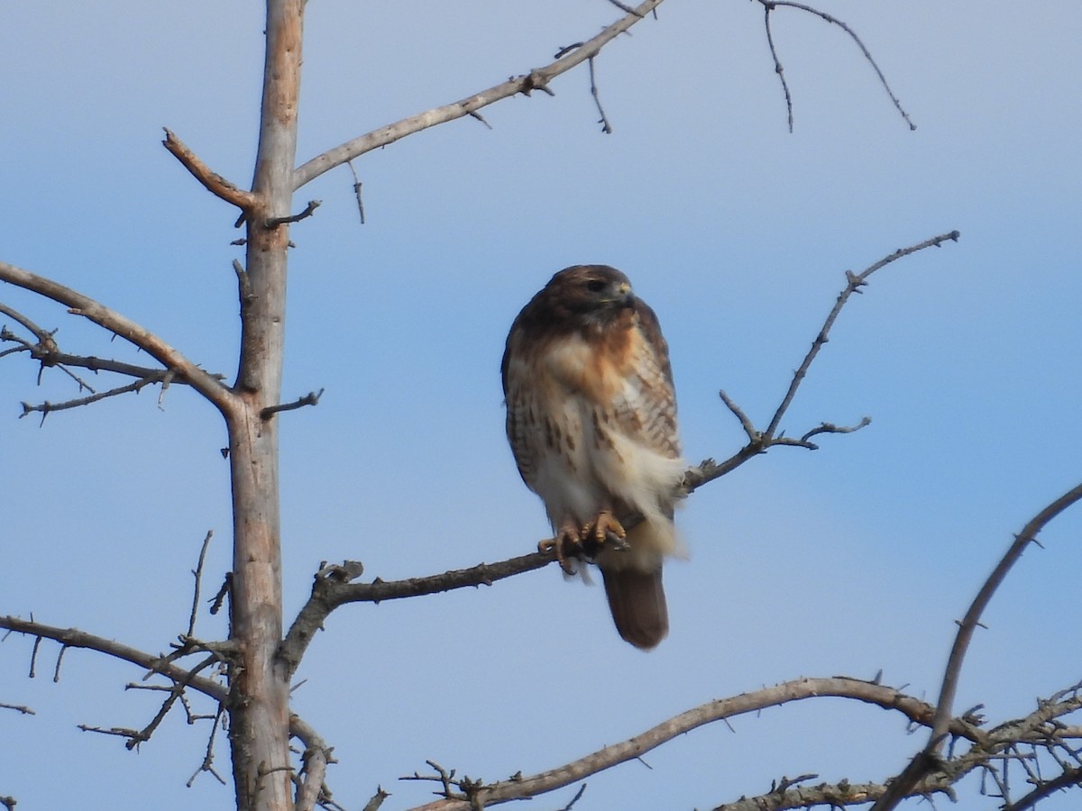 Red-tailed Hawk - ML610204283