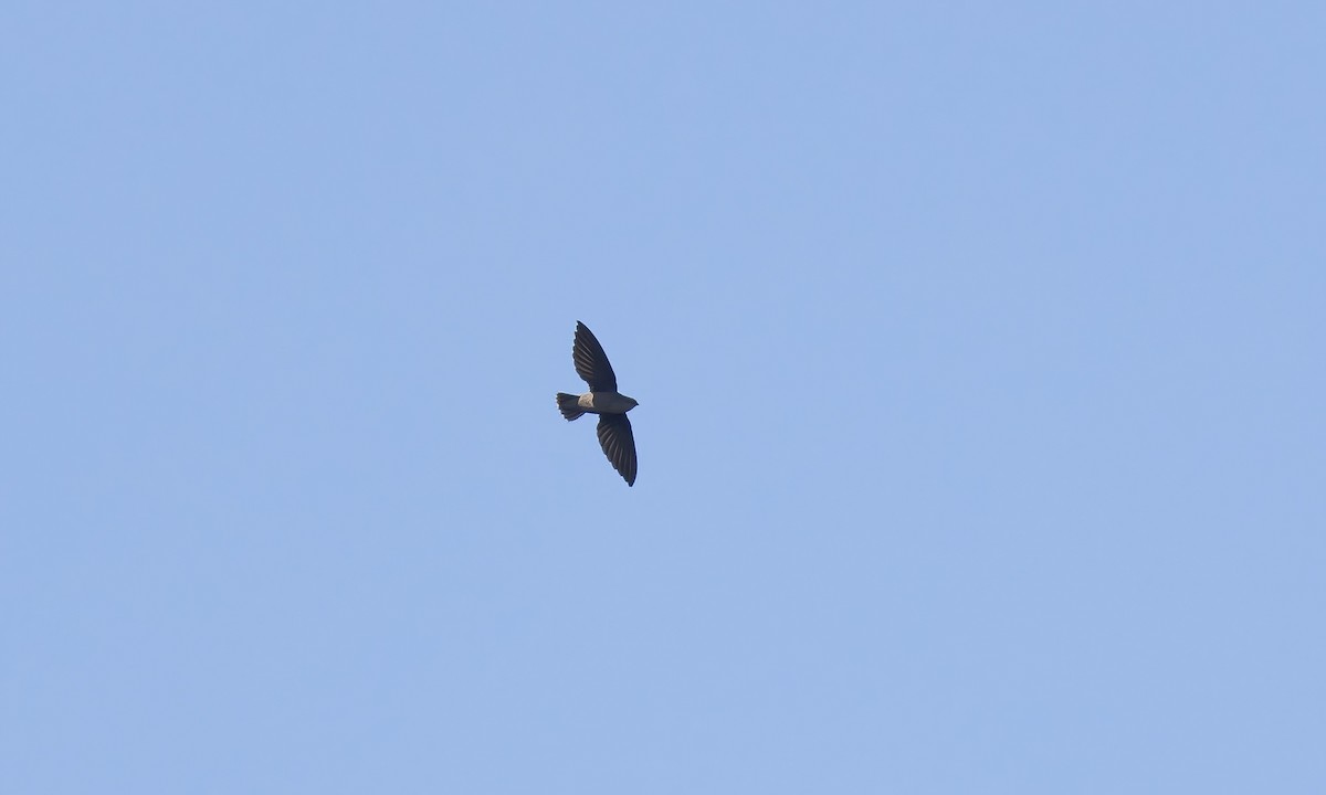 Short-tailed Swift (Short-tailed) - ML610204482