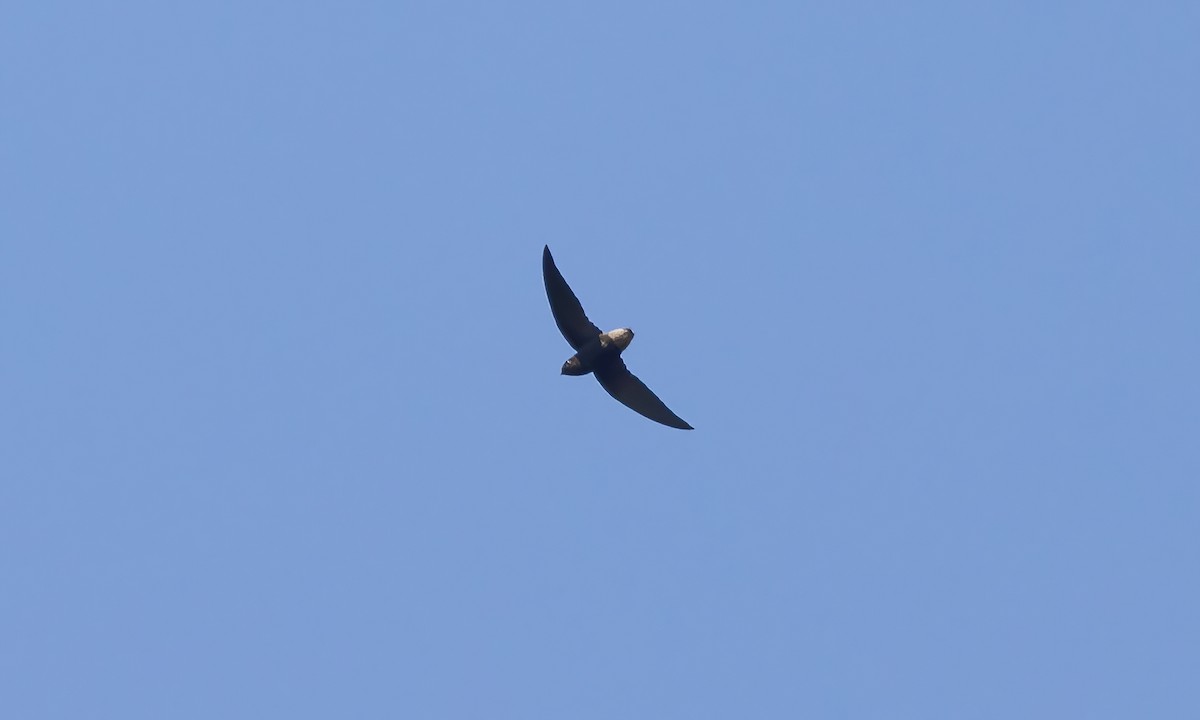 Short-tailed Swift (Short-tailed) - ML610204483
