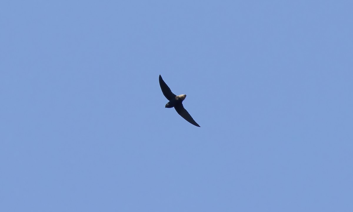 Short-tailed Swift (Short-tailed) - ML610204484