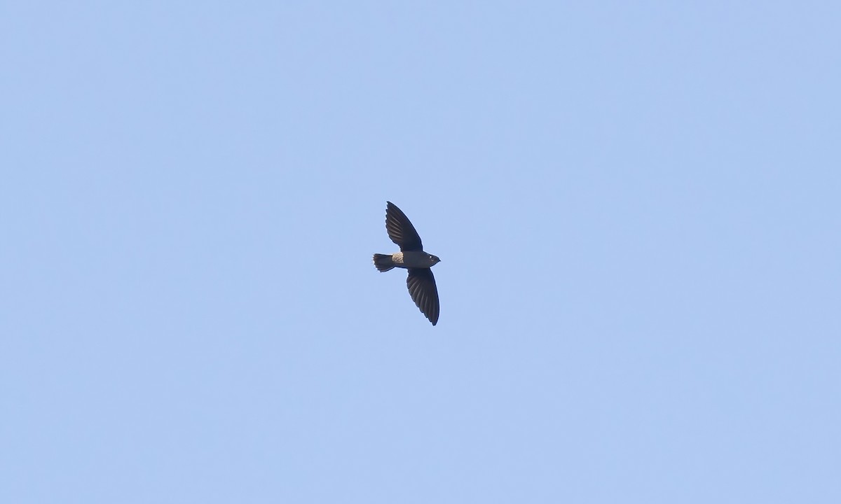 Short-tailed Swift (Short-tailed) - ML610204485
