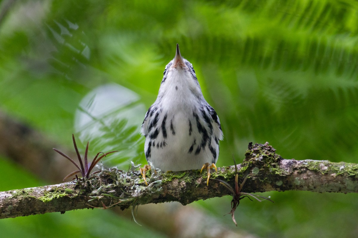 Black-and-white Warbler - ML610204642