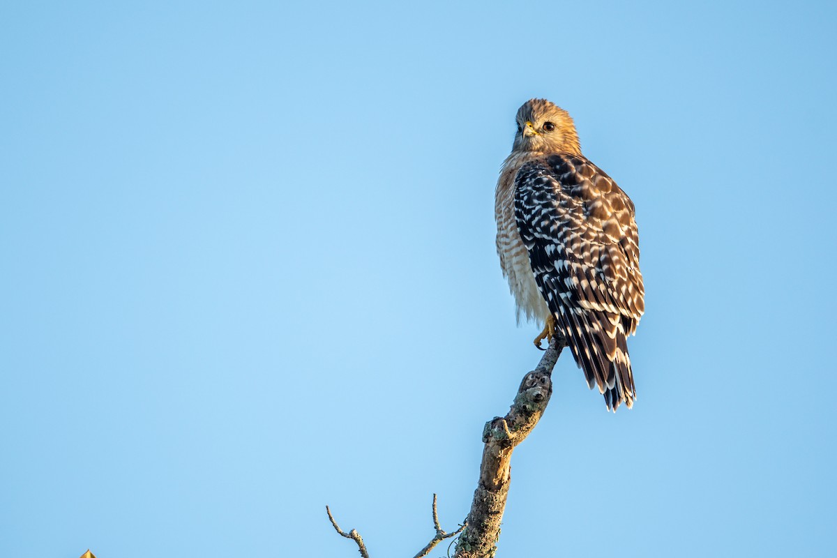 Red-shouldered Hawk - Gary Stone