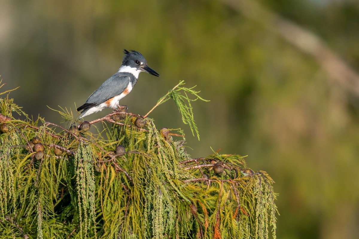 Belted Kingfisher - ML610204756