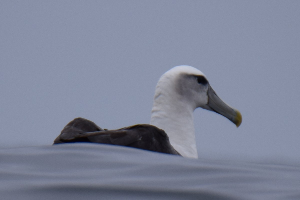 White-capped Albatross - ML610205126