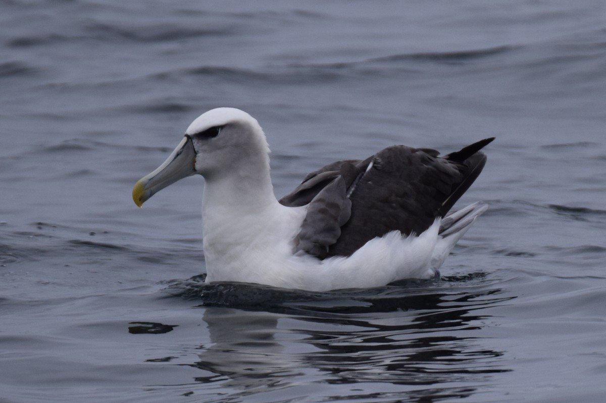White-capped Albatross - ML610205127