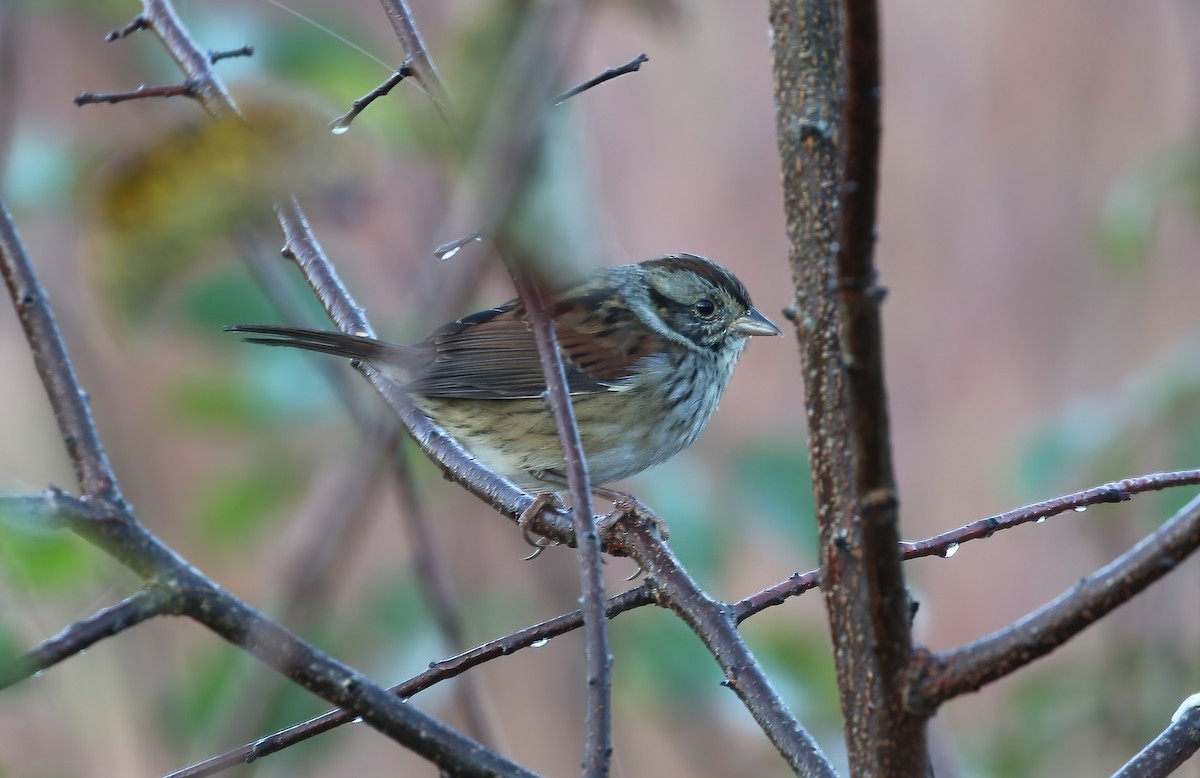 Swamp Sparrow - ML610205183