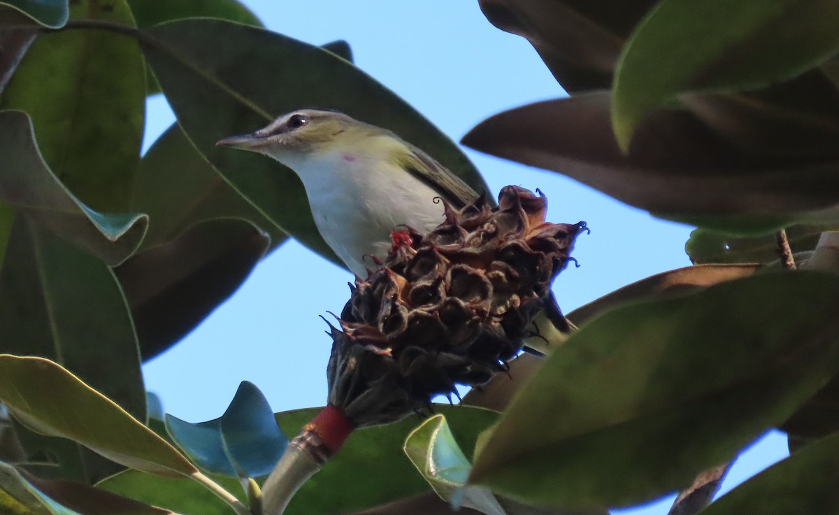 Vireo Ojirrojo - ML610205232