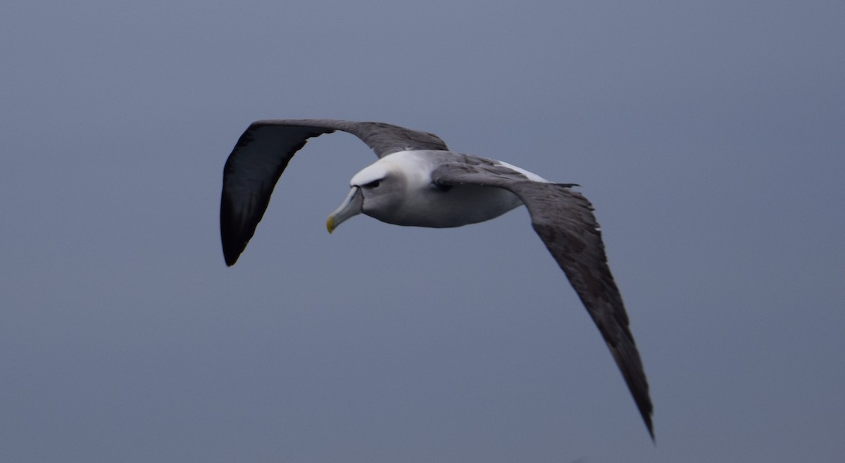 White-capped Albatross - ML610205257