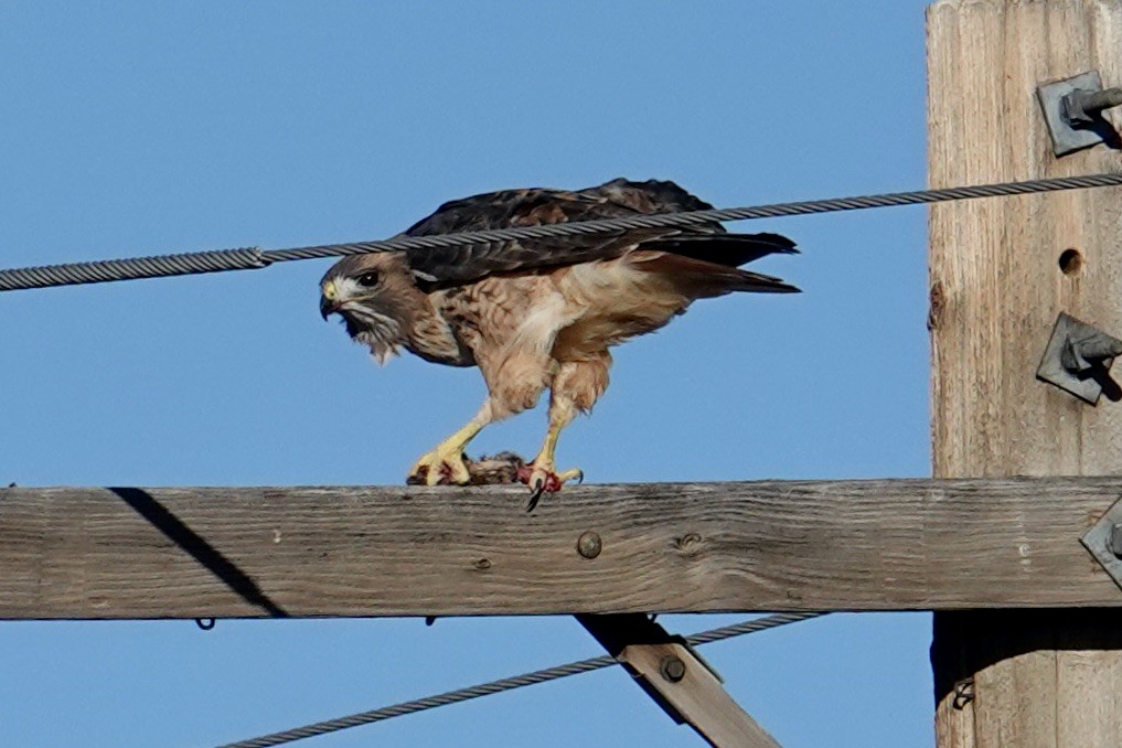 Red-tailed Hawk - ML610205347