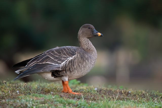 Tundra Bean-Goose