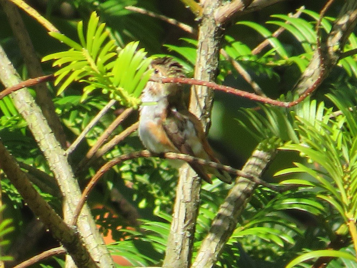Rufous Hummingbird - ML610205767