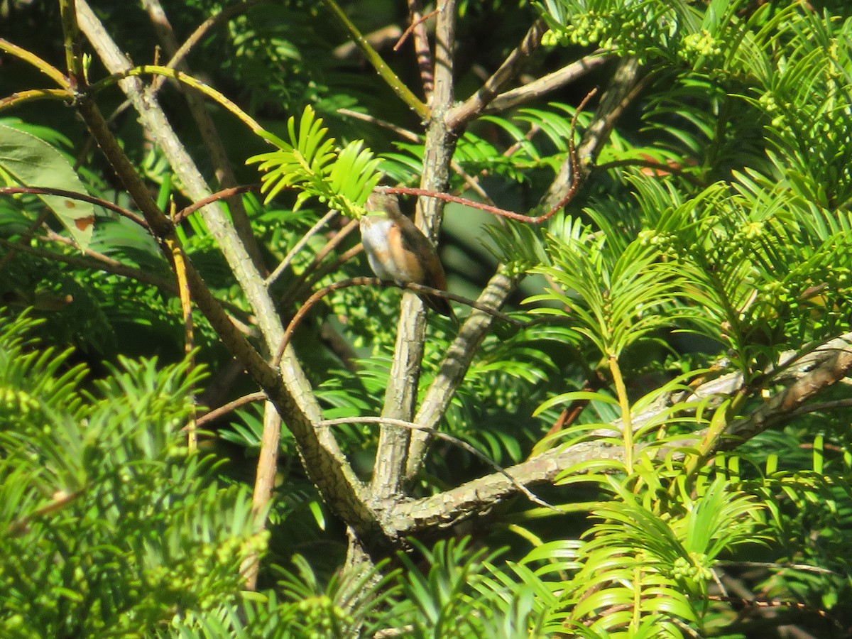 Rufous Hummingbird - ML610205769