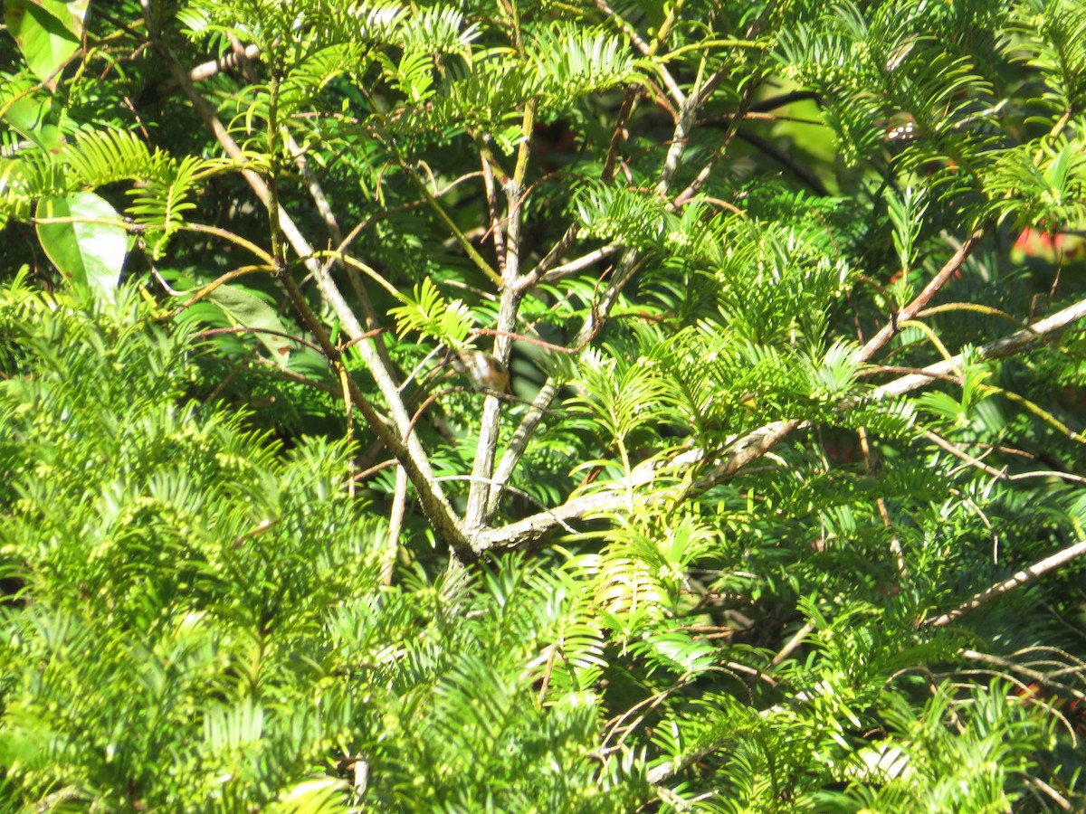Rufous Hummingbird - ML610205772