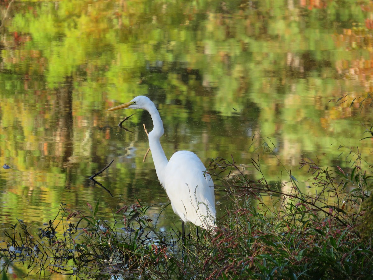 Great Egret - Anne Armstrong