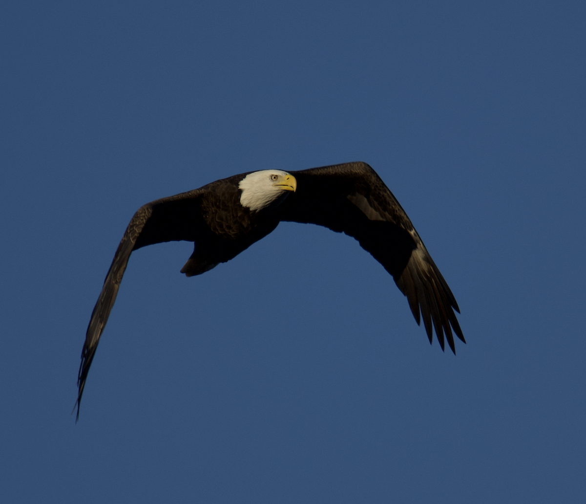 Bald Eagle - ML610205921