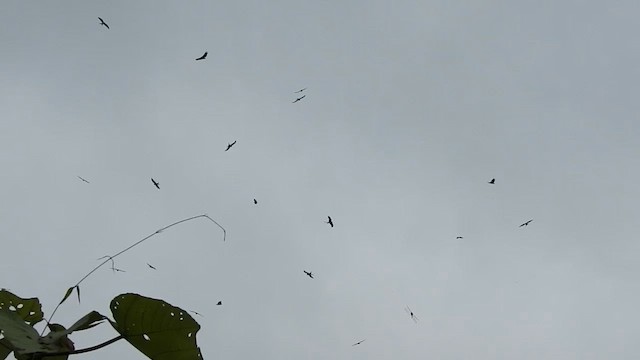 Swallow-tailed Kite - ML610206194