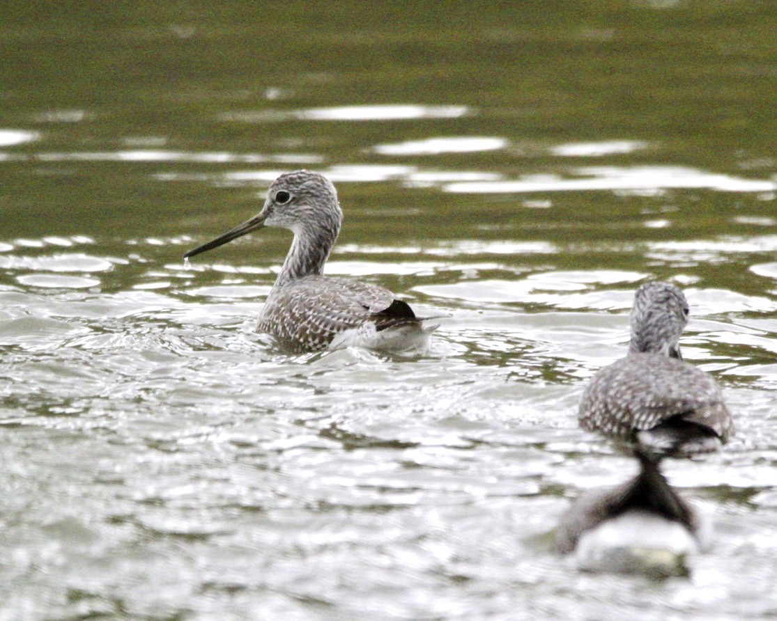 Ebird Checklist Oct Celery Bog Nature Area Species