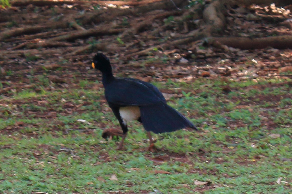 Bare-faced Curassow (Bare-faced) - ML610206304