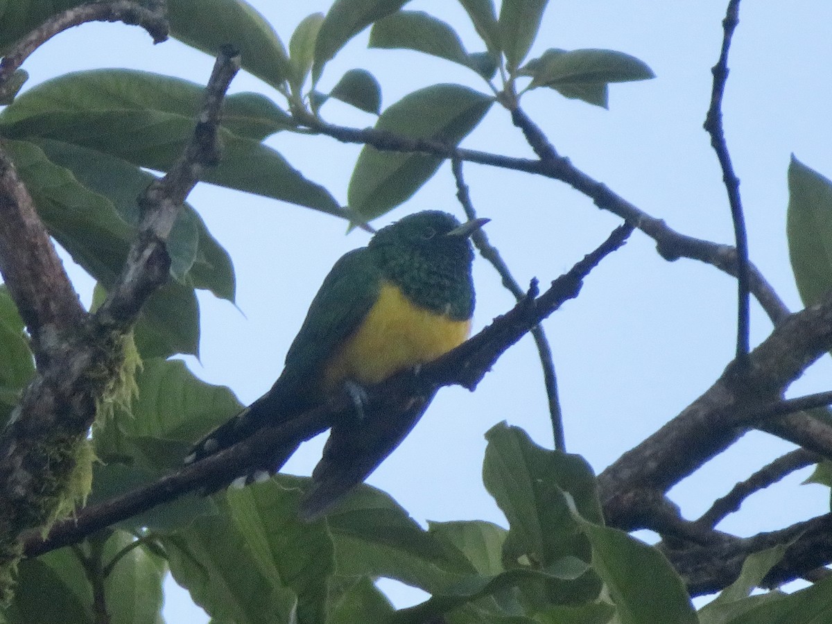 African Emerald Cuckoo - ML610207371
