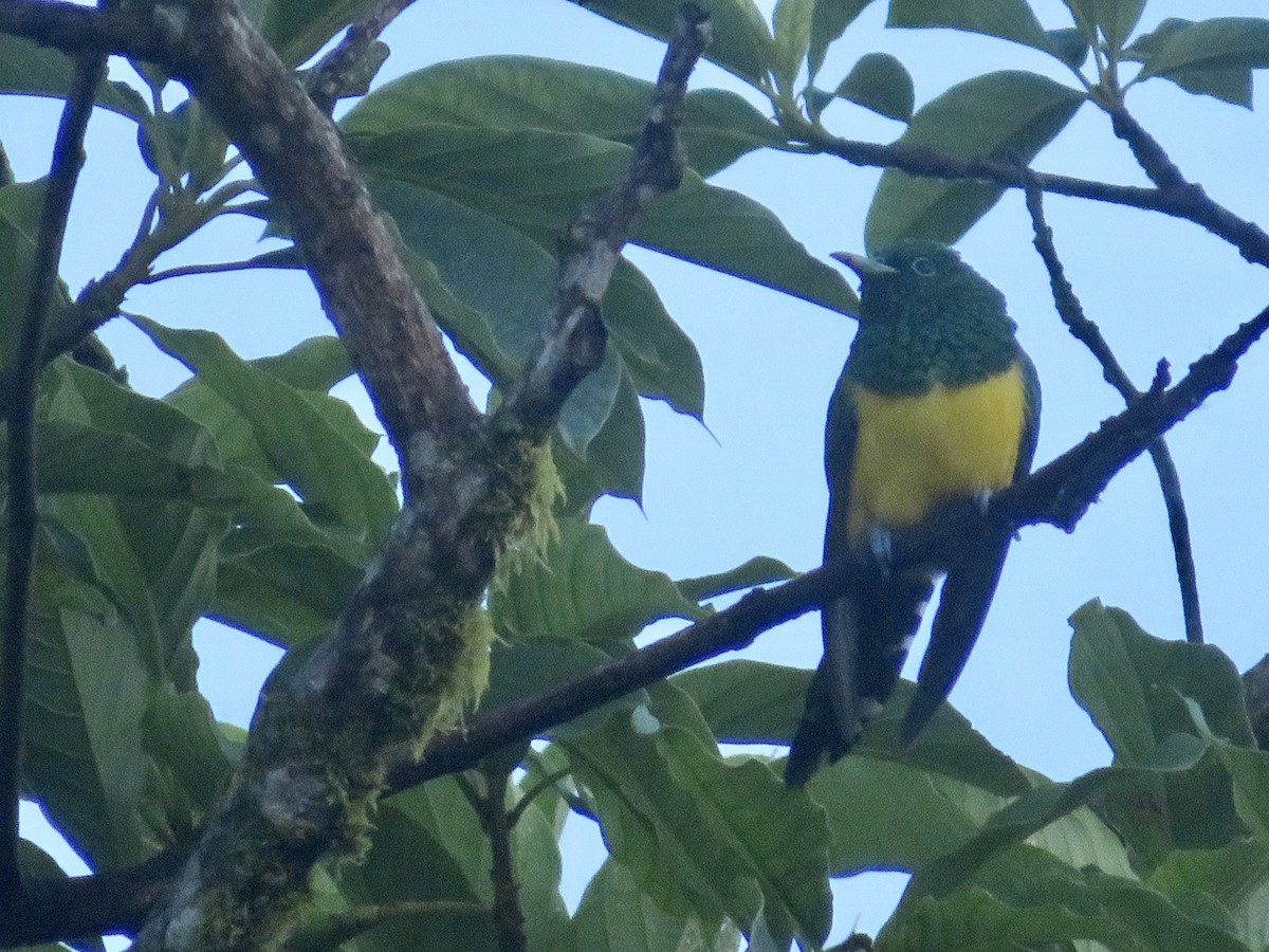 African Emerald Cuckoo - ML610207373