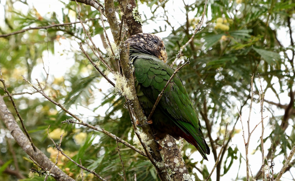 Speckle-faced Parrot - ML610207744