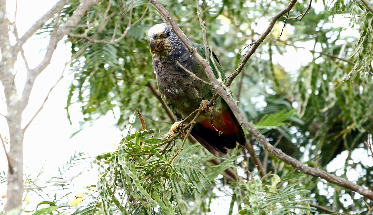 Speckle-faced Parrot - ML610207749