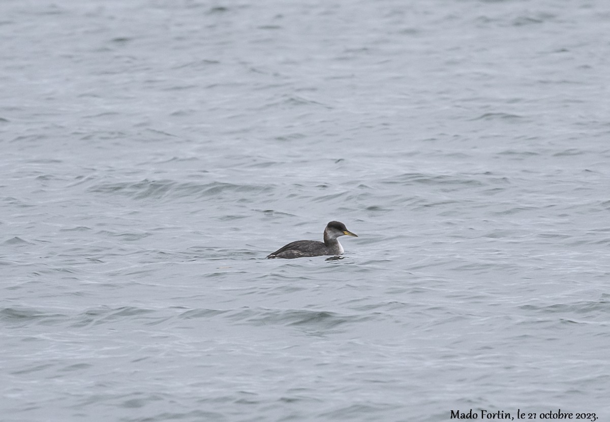 Red-necked Grebe - ML610207811