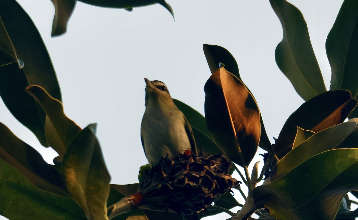 Rotaugenvireo - ML610207962