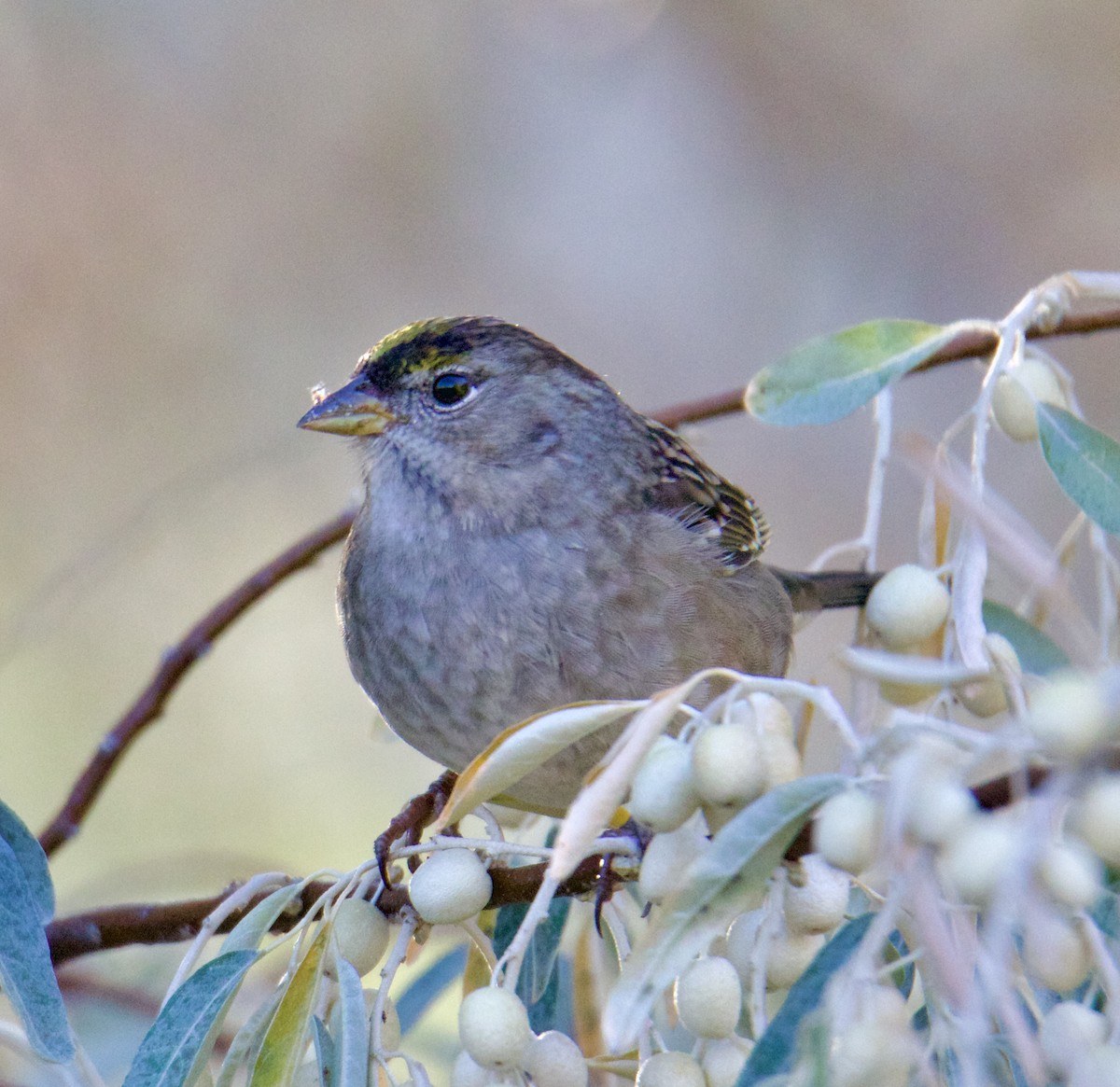 Golden-crowned Sparrow - ML610207993