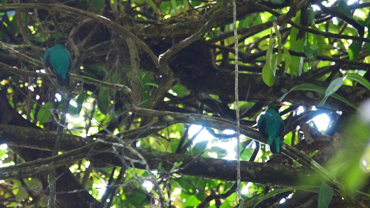 Quetzal pavonin - ML610208035