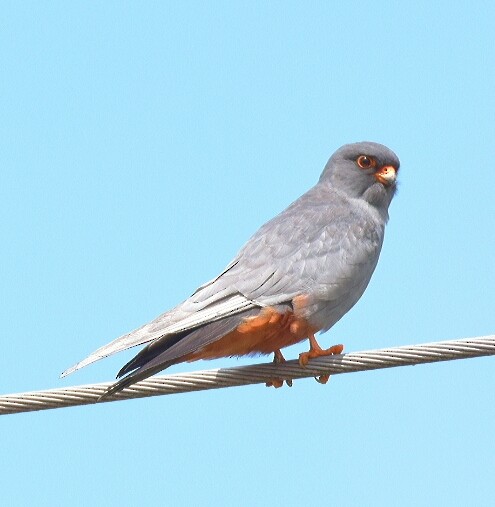 Red-footed Falcon - ML610208080