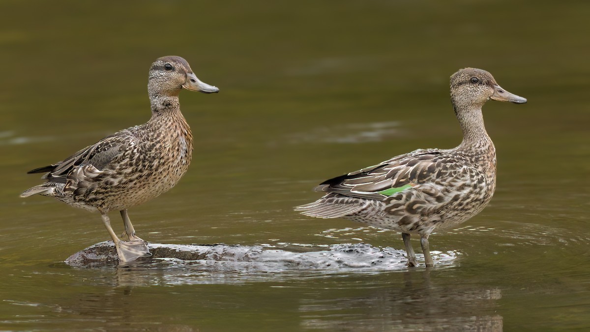 Green-winged Teal - ML610208324