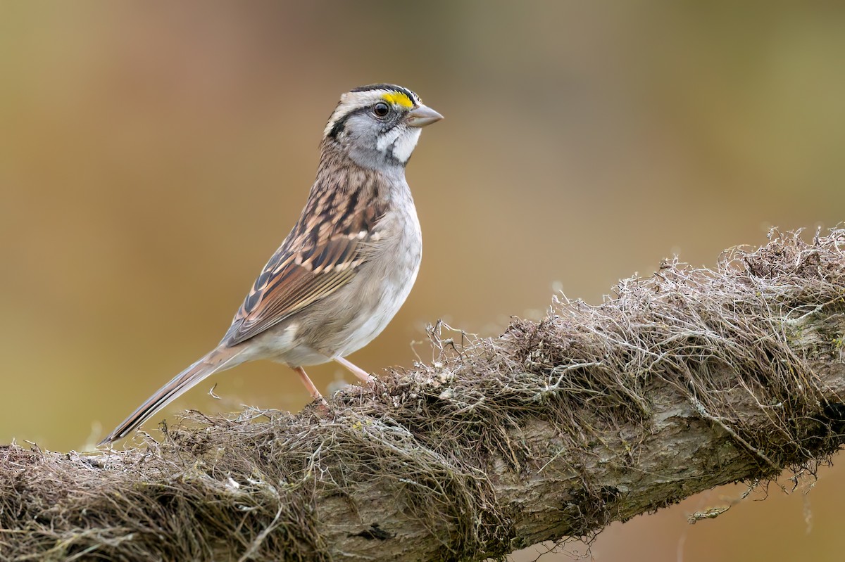 White-throated Sparrow - ML610208346