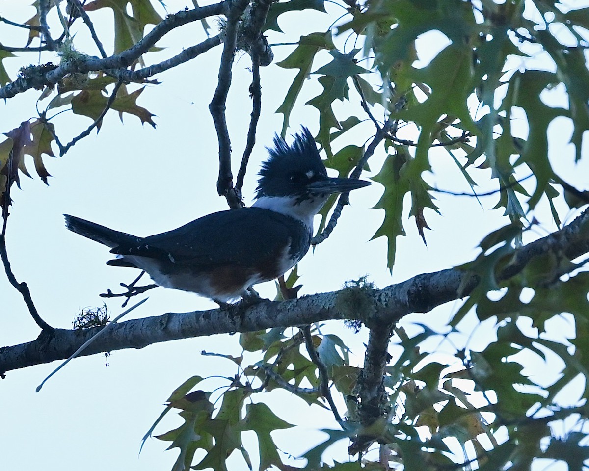 Belted Kingfisher - ML610208403
