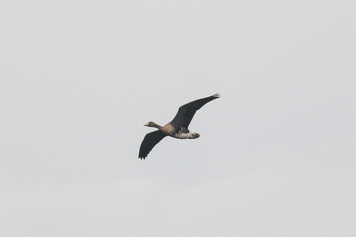 Greater White-fronted Goose - Thompson Hyggen