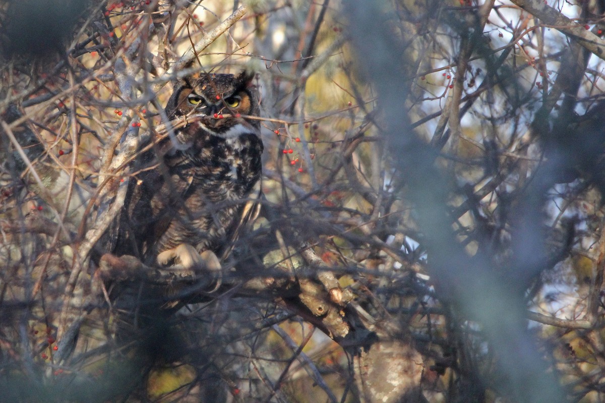 Great Horned Owl - ML610208688