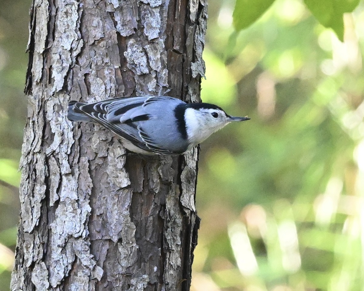 White-breasted Nuthatch - ML610208726