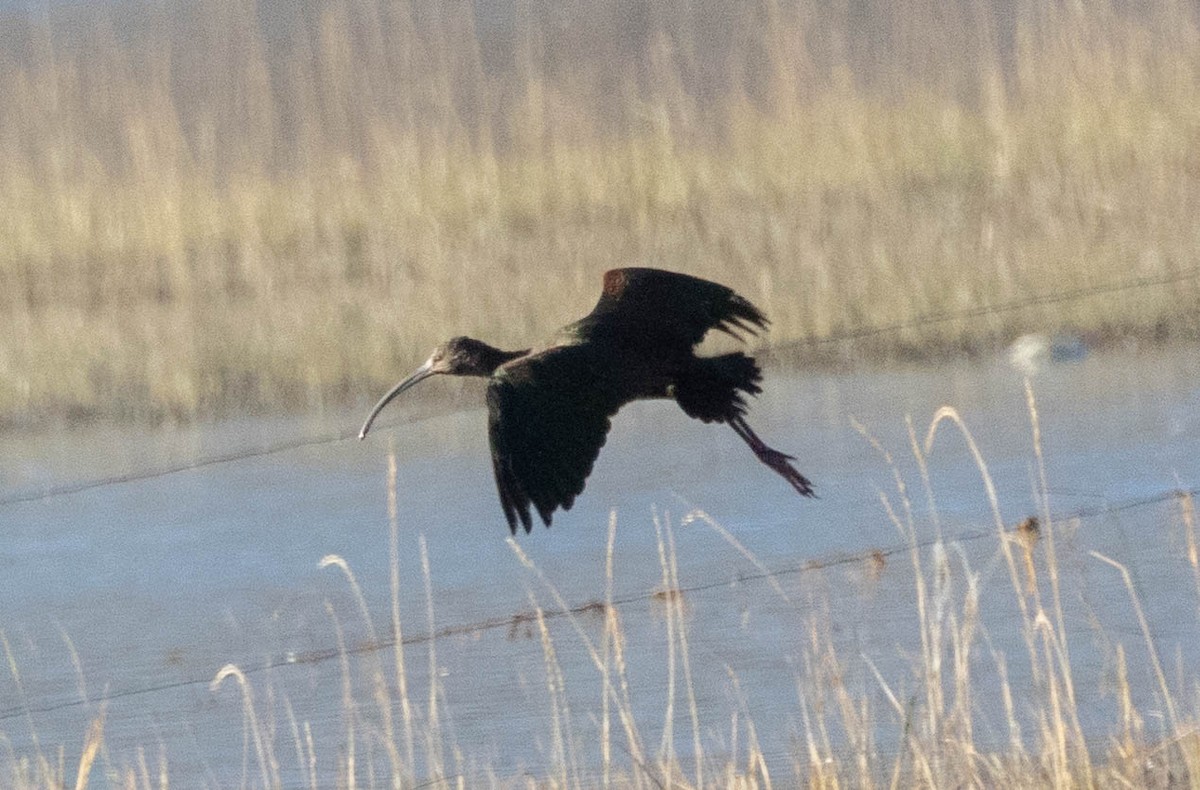 ibis americký - ML610209066