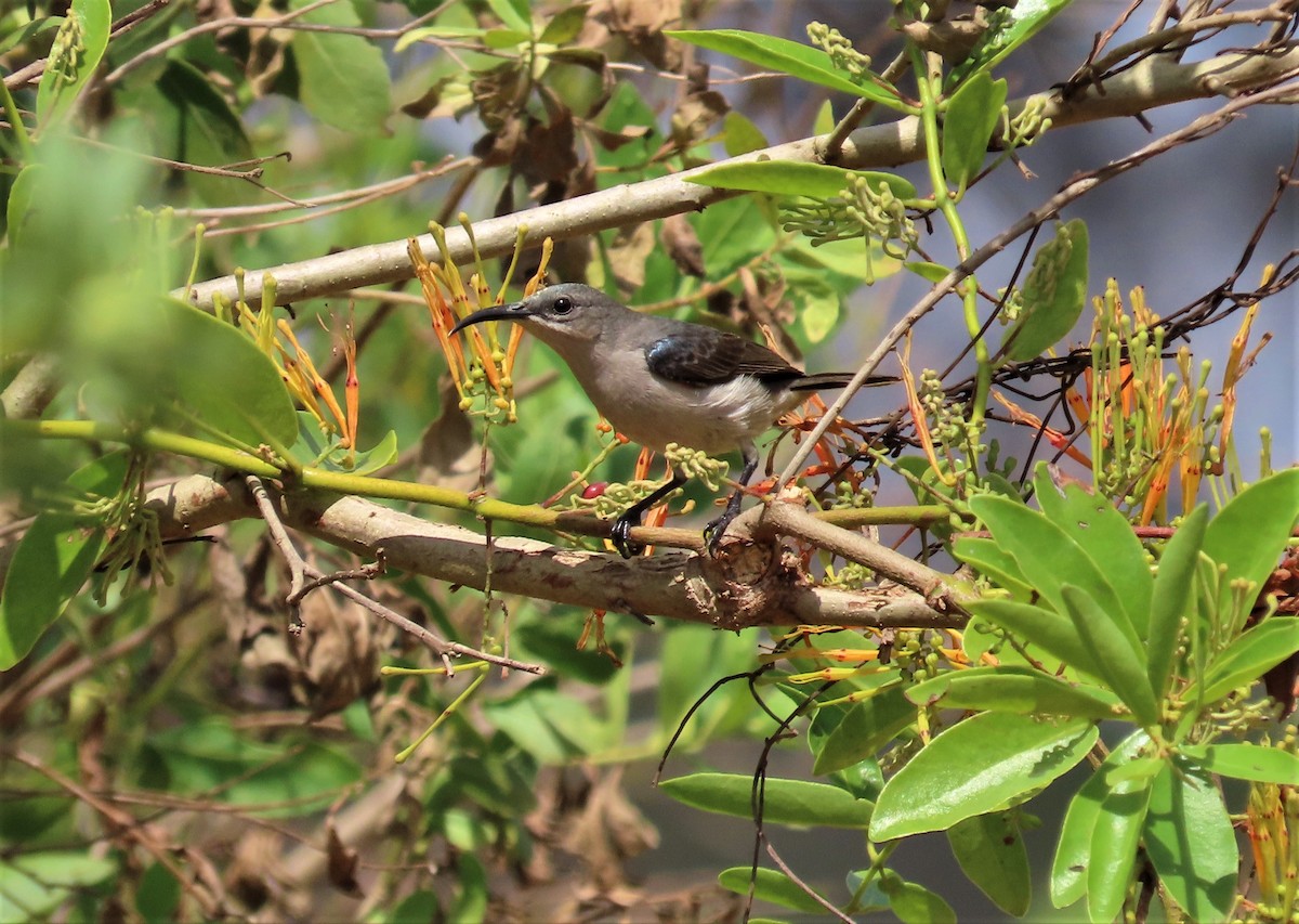 Mouse-colored Sunbird - ML610209590