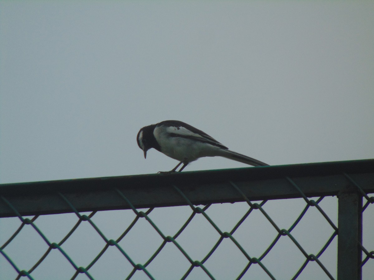 White-browed Wagtail - ML610209826