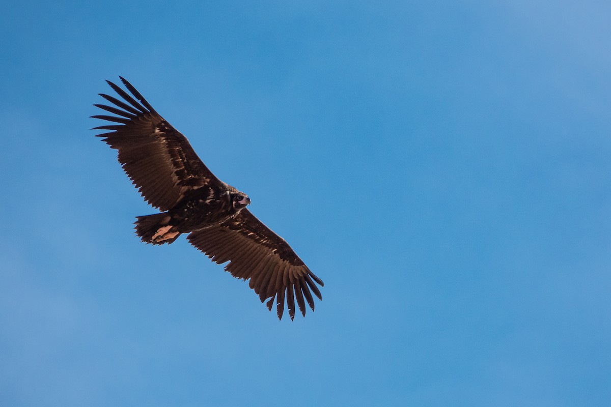 Cinereous Vulture - ML610209961