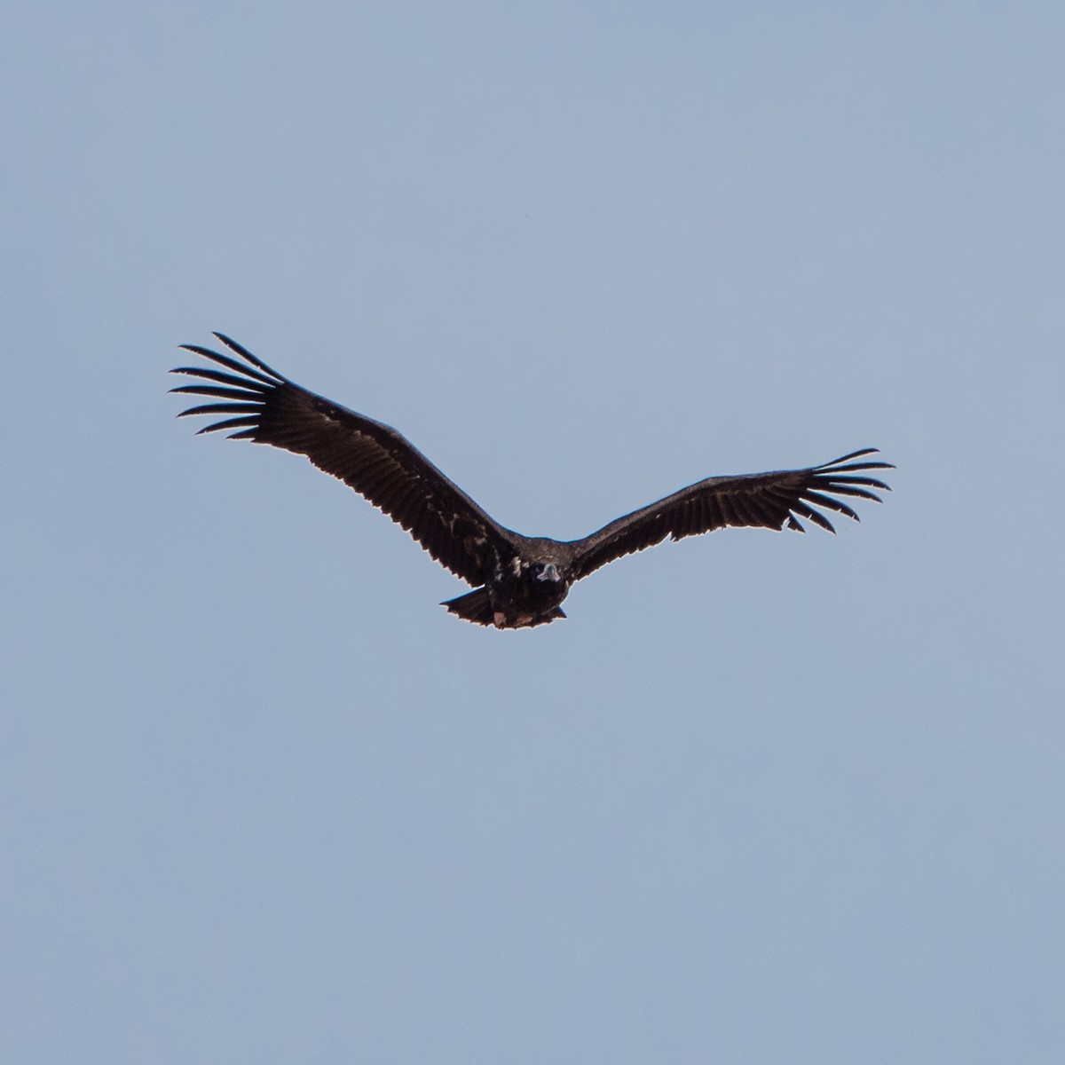 Cinereous Vulture - ML610209964