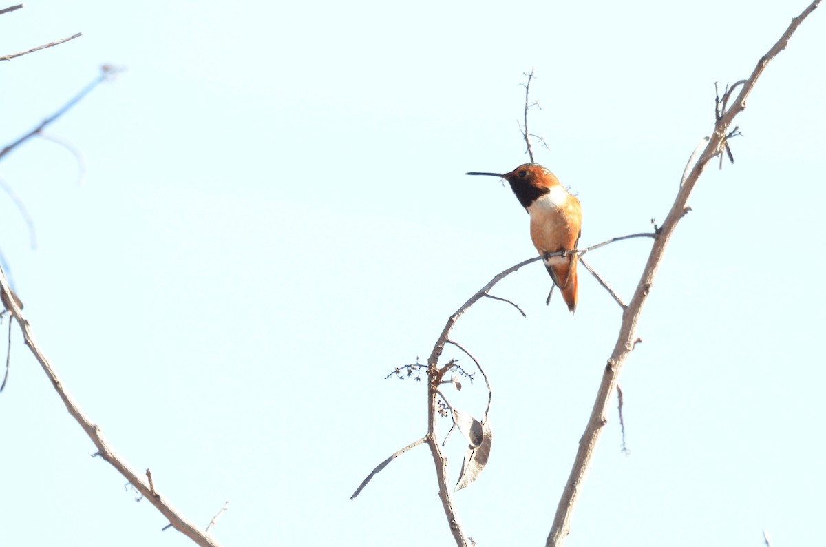 Allen's Hummingbird - ML610210122