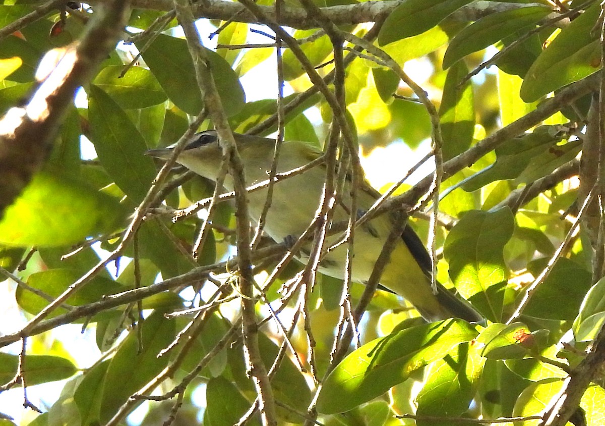 Rotaugenvireo - ML610210160