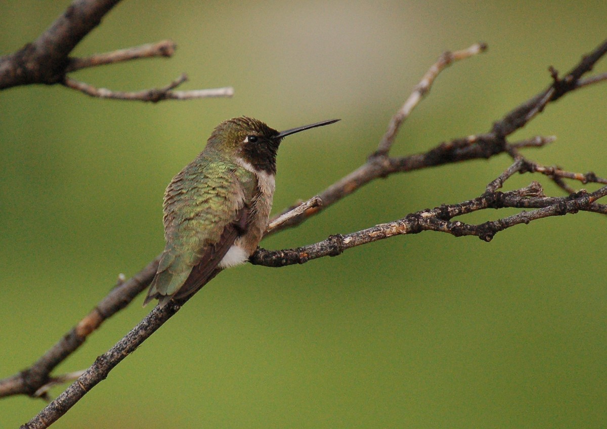 Black-chinned Hummingbird - ML610210650
