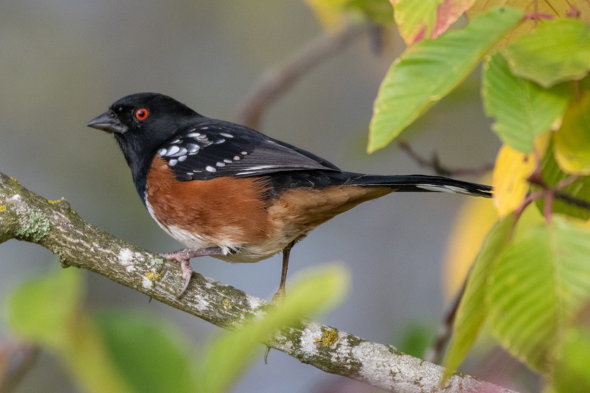 Spotted Towhee - ML610210706