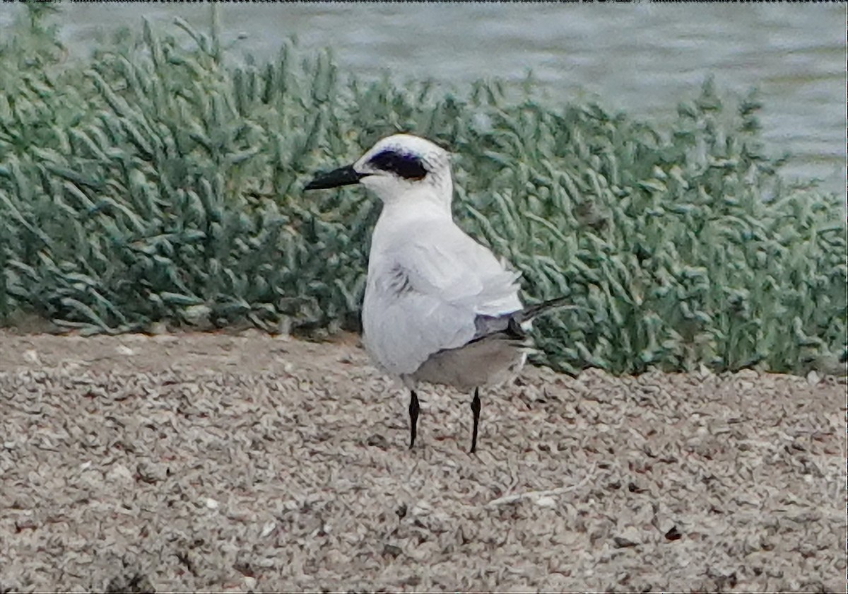 Australian Tern - ML610210787